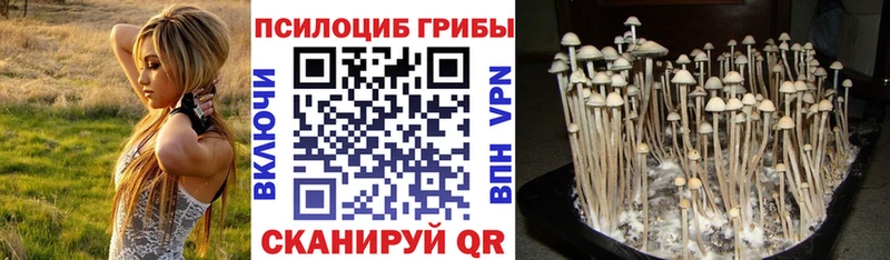 Псилоцибиновые грибы Cubensis  Купить  Можга 